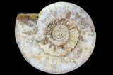 Monster, Jurassic Ammonite Fossil - (Special Price) #74848-2